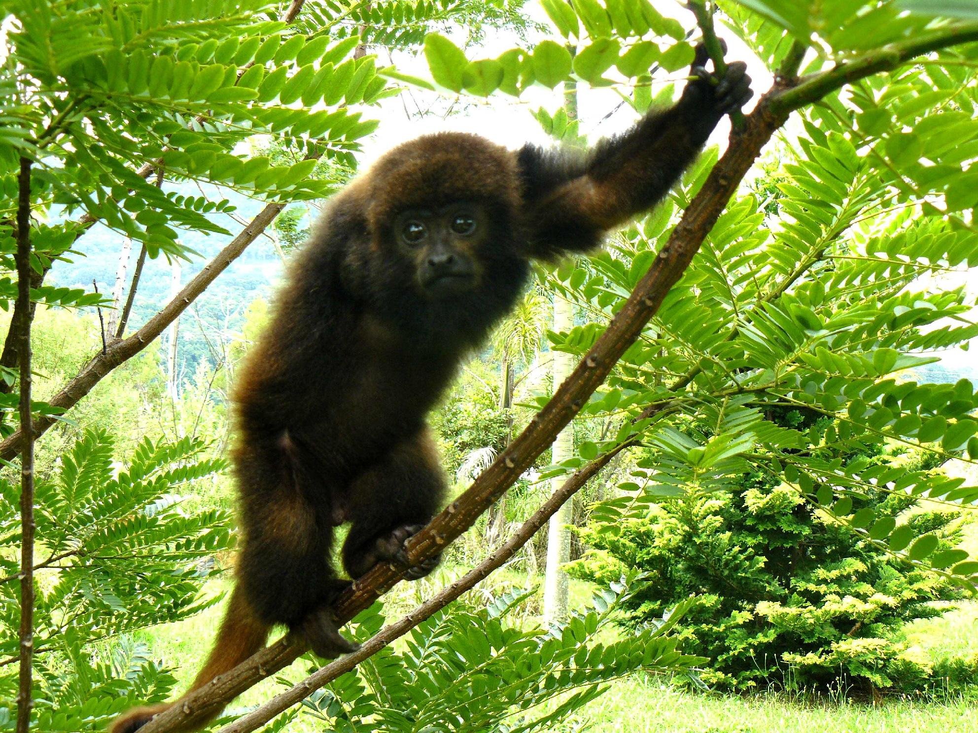Animal se recupera bem de cirurgia