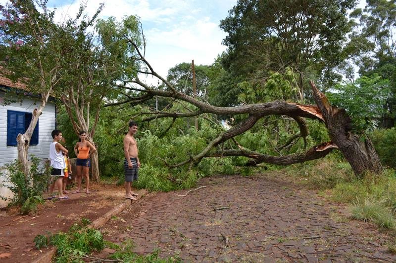 Vento destelha casas e derruba &aacute;rvores em Cruz Alta