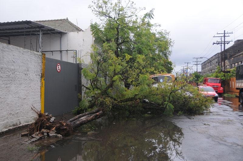 Na rua C&acirc;ncio Gomes, pr&oacute;ximo a rua Volunt&aacute;rio da P&aacute;tria outra &aacute;rvore caiu