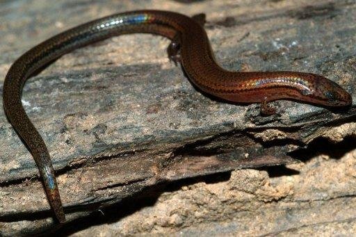 Animais como o lagarto do Camboja passam maior parte da vida no subsolo