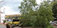Vento derrubou árvores centenárias em Encantado, no Vale do Taquari