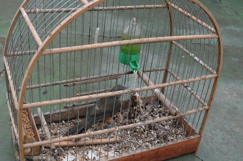 Aves foram soltas ap&oacute;s avalia&ccedil;&atilde;o veterin&aacute;ria
