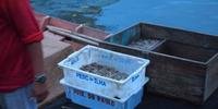 Polícia Federal e Ibama apreenderam 3 toneladas de camarão no RS