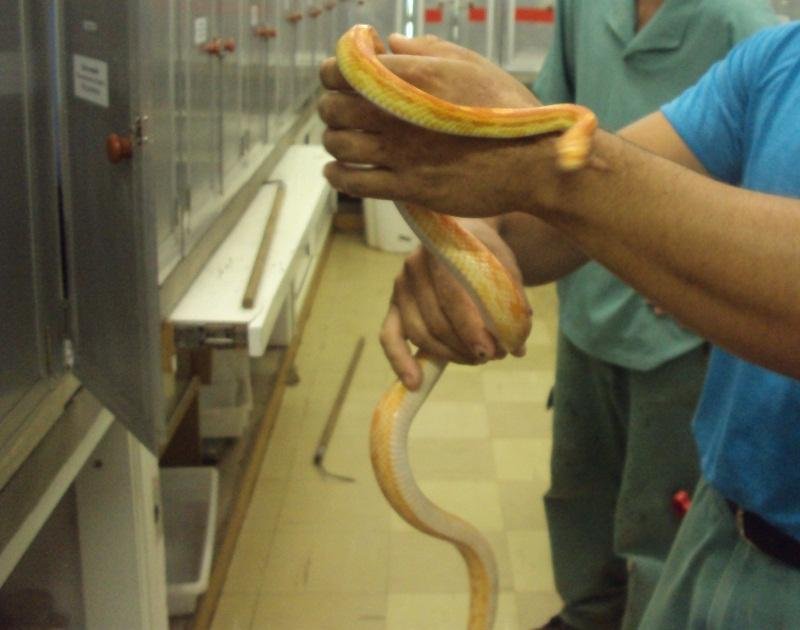 Animais foram abrigados no zool&oacute;gico de universidade