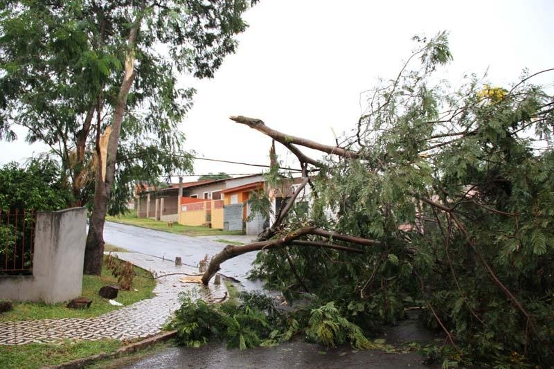 Fortes ventos derrubaram &aacute;rvores em Livramento