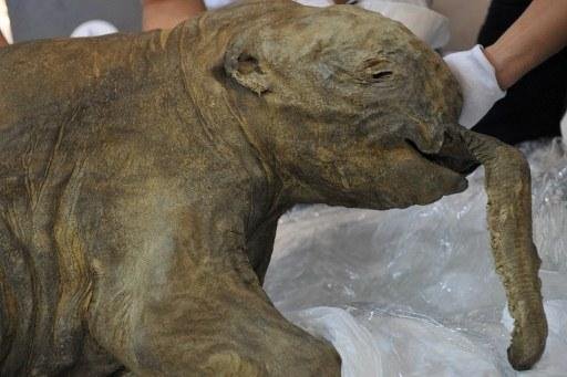Animal teria vivido h&aacute; 42 mil anos
