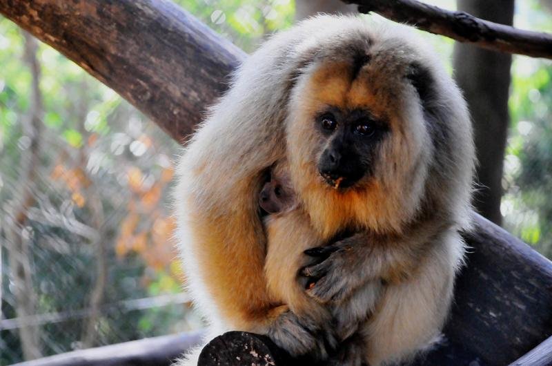 Bugio-preto &eacute; o mais novo morador do Gramadozoo