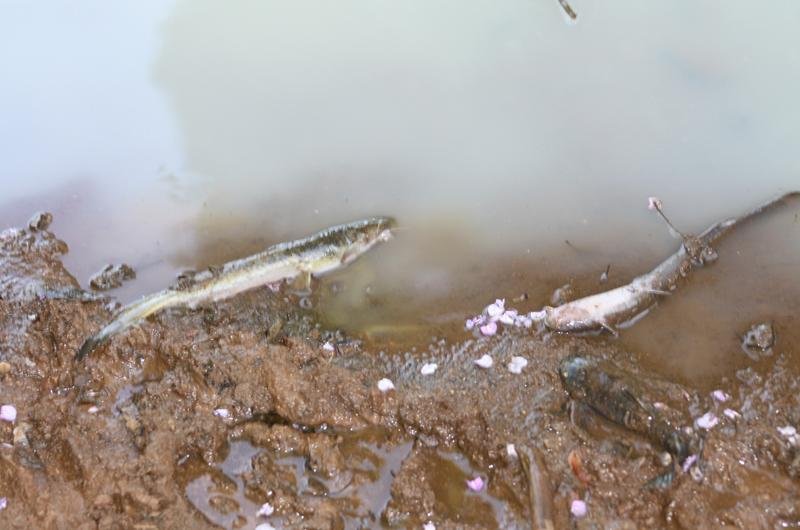 Autoridades descobriram centenas de peixes mortos no rio