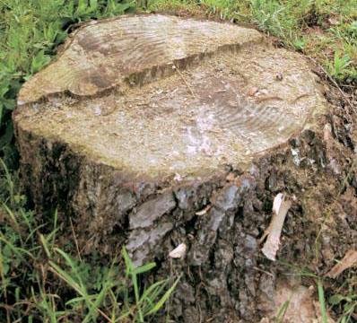 	C&oacute;digo Florestal pode levar tr&ecirc;s anos para virar realidade