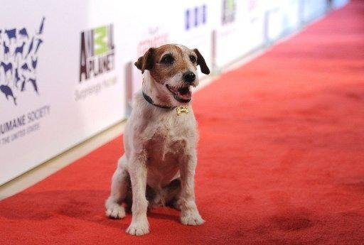 Uggie ter&aacute; livro biogr&aacute;fico