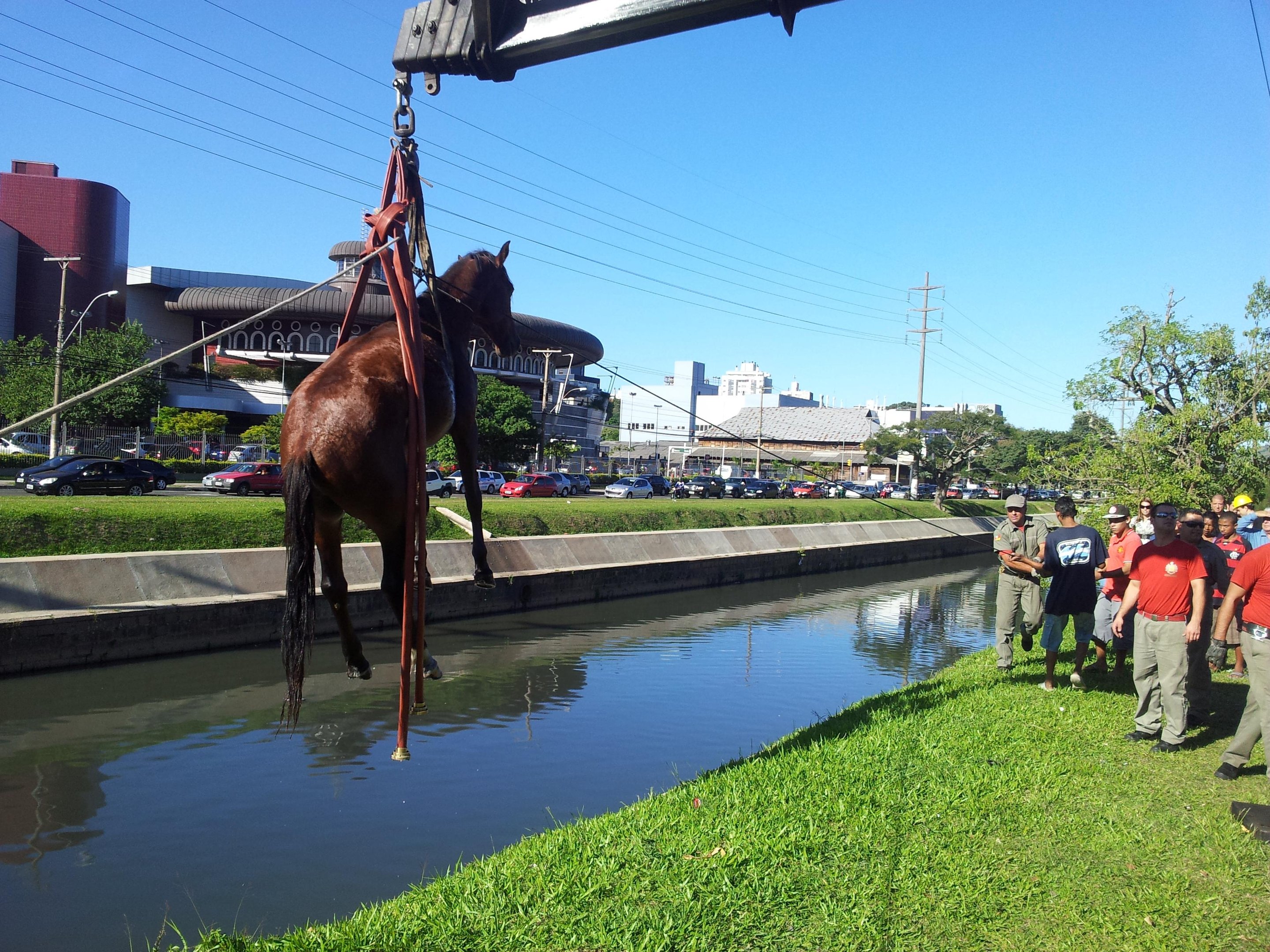 Cavalo caiu no arroio Dil&uacute;vio em Porto Alegre
