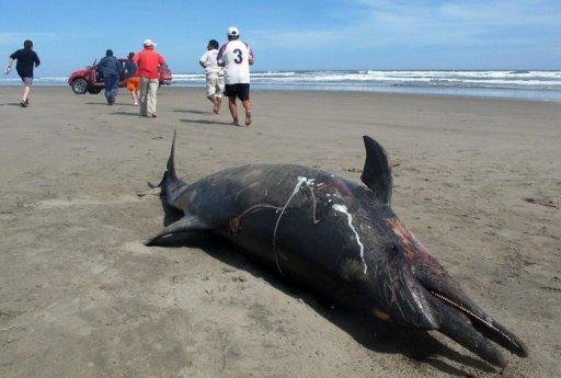 Governo peruano diz que morte de 877 golfinhos teve causas naturais