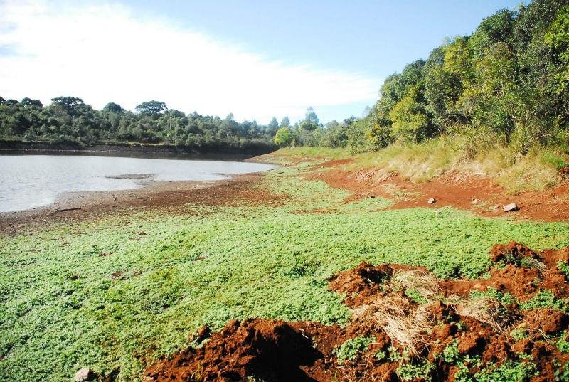 Recuo da barragem de Erechim deixou &agrave; mostra esp&eacute;cies de plantas da regi&atilde;o