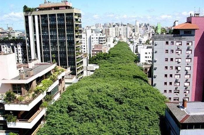 Capital ter&aacute; agora 72 ruas com vegeta&ccedil;&atilde;o preservada, como a Gon&ccedil;alo de Carvalho