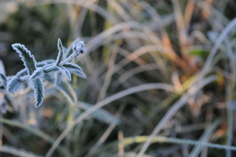 Vegeta&ccedil;&atilde;o amanheceu coberta de gelo