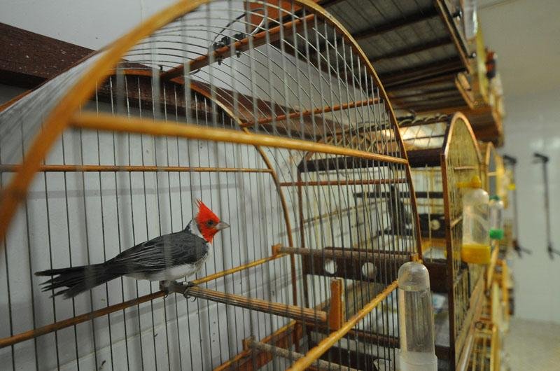 Aves foram apreendidas em S&atilde;o Leopoldo, em opera&ccedil;&atilde;o do Ibama e da Pol&iacute;cia Federal