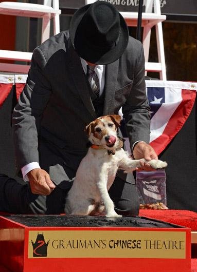 Cachorro Uggie, de &acute;&acute;O artista``, est&aacute; na Cal&ccedil;ada da Fama