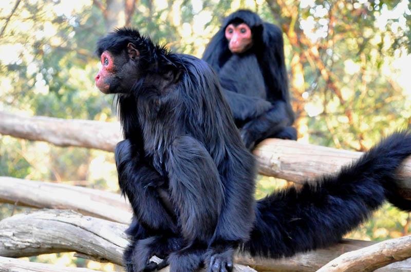 Animal foi trazido de zool&oacute;gico de Santa Catarina