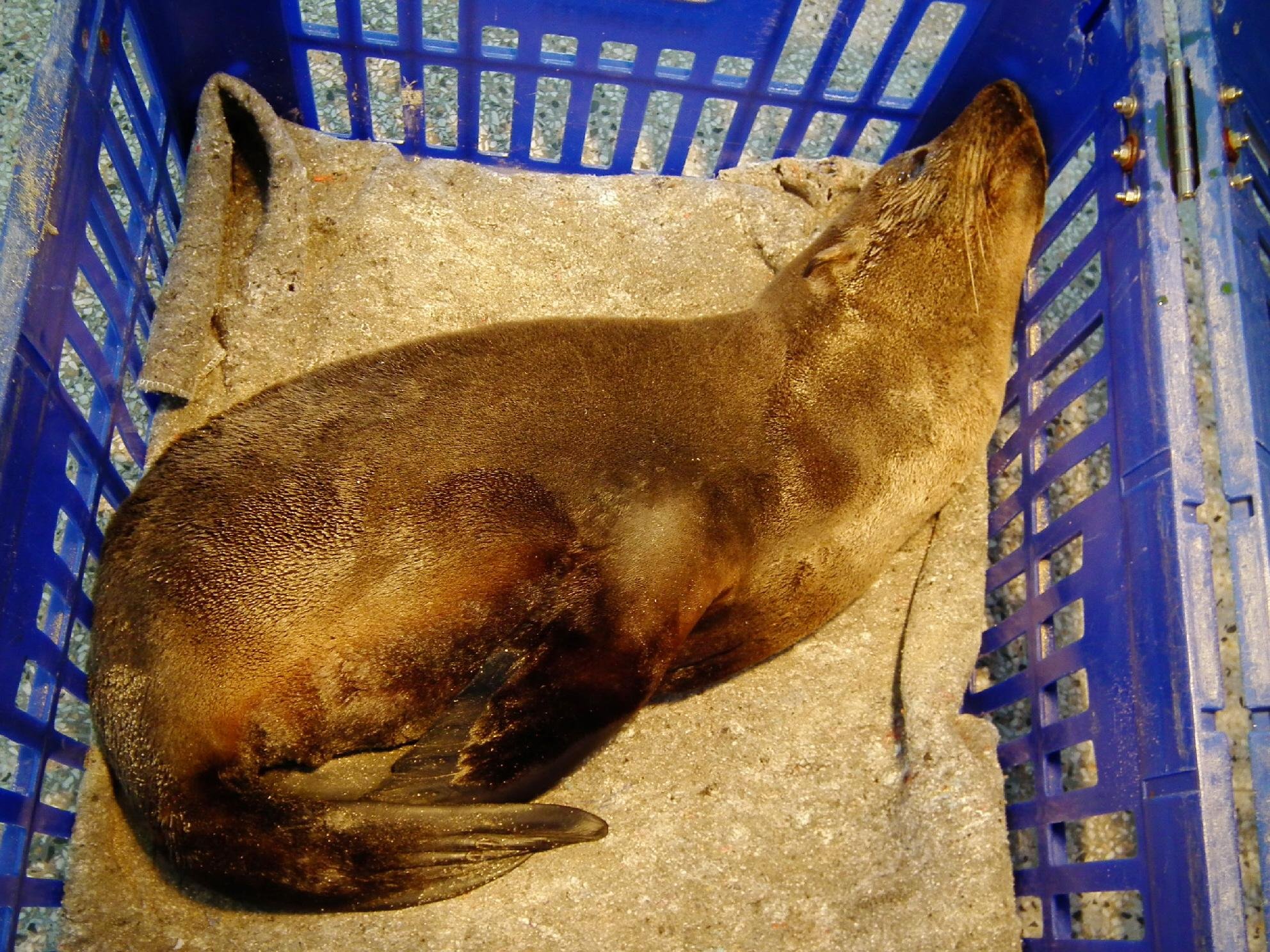 Lobo-marinho encontrado na praia do Cassino foi levado para receber tratamento na Universidade do Rio Grande