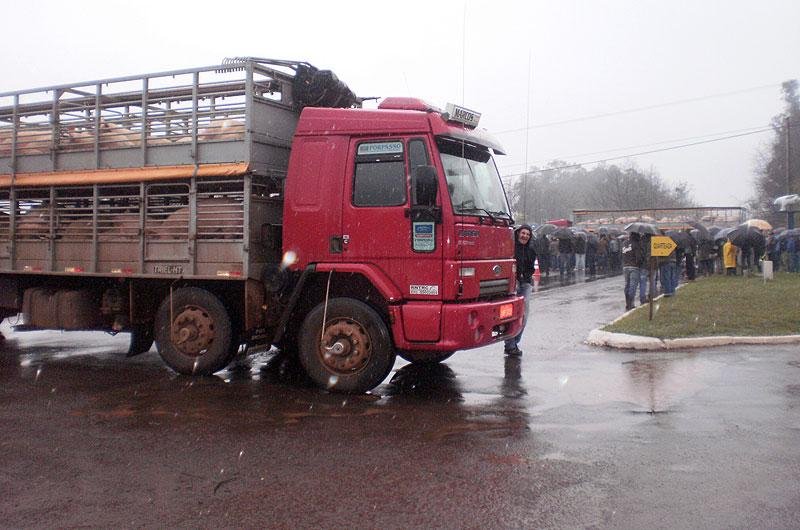 Caminh&atilde;o lotado de porcos bloqueia estrada no Noroeste do Estado
