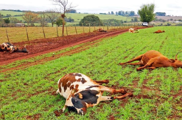Bact&eacute;ria causou a morte de cabe&ccedil;as de gado no Noroeste ga&uacute;cho