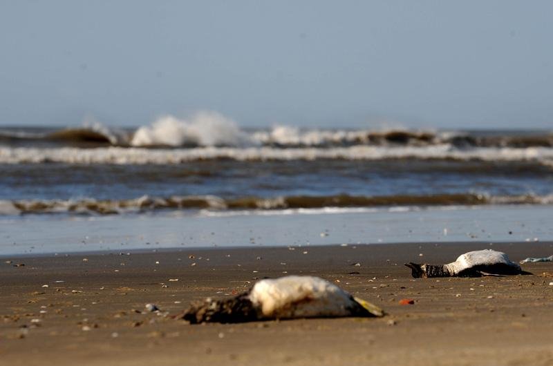 Hoje pela manh&atilde; foram recolhidos cerca de 30 animais para an&aacute;lise em laborat&oacute;rio
