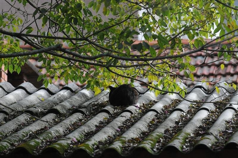 Gatos ser&atilde;o encaminhados a local definido pela prefeitura