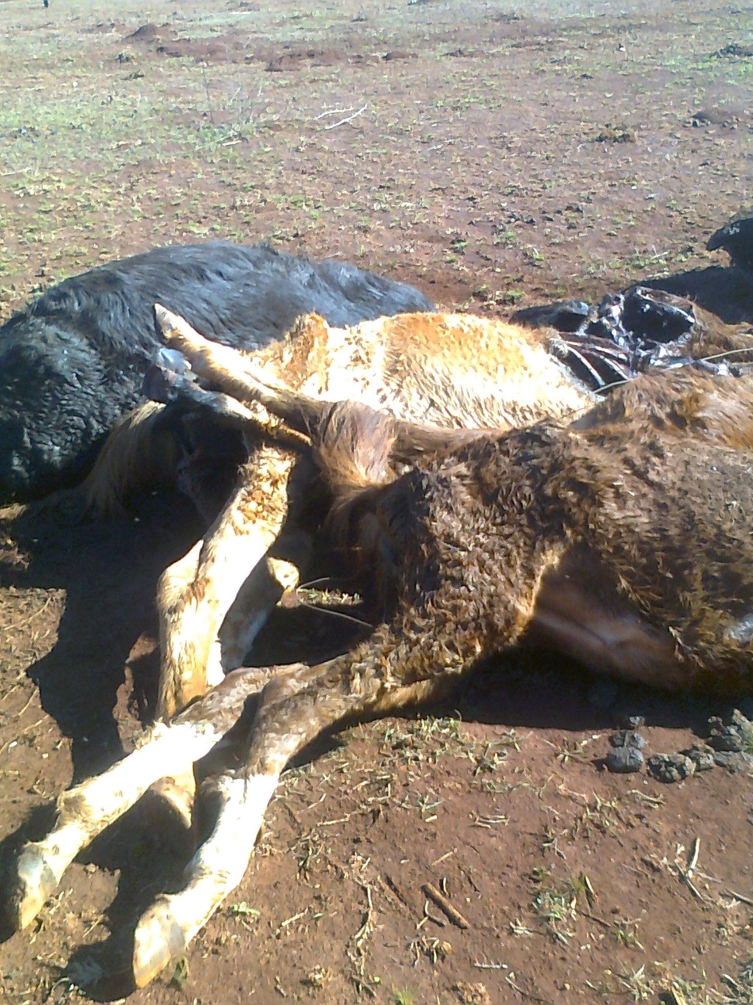 Fotos dos animais foram encaminhadas ao MP
