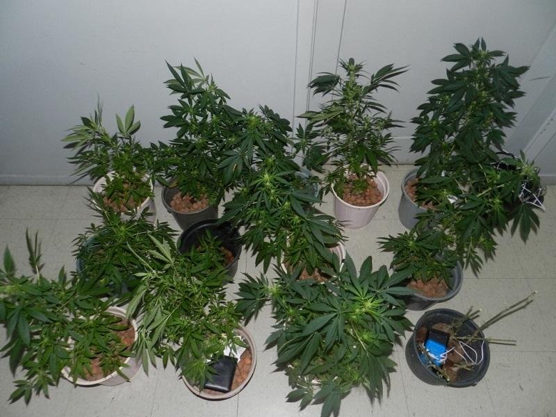 Planta&ccedil;&atilde;o possu&iacute;a sistema de irriga&ccedil;&atilde;o, estufa e controle de temperatura 