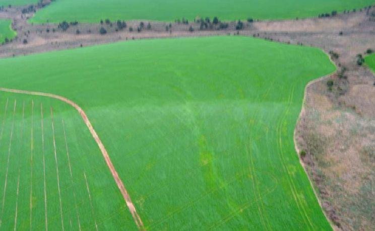 Imagem mostra rastro de tornado em planta&ccedil;&atilde;o de trigo em Santa B&aacute;rbara do Sul
