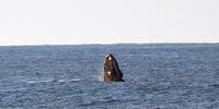 Pelo menos nove baleias francas fora avistadas em Tramandaí