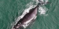 Baleia avistada em sobrevoo em julho