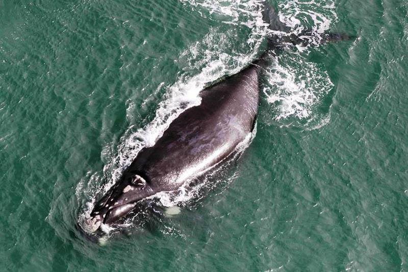 Baleia avistada em sobrevoo em julho