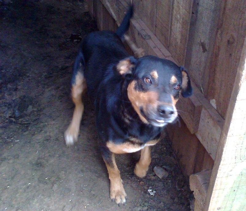 Cachorro n&atilde;o era agressivo, conforme vizinhos