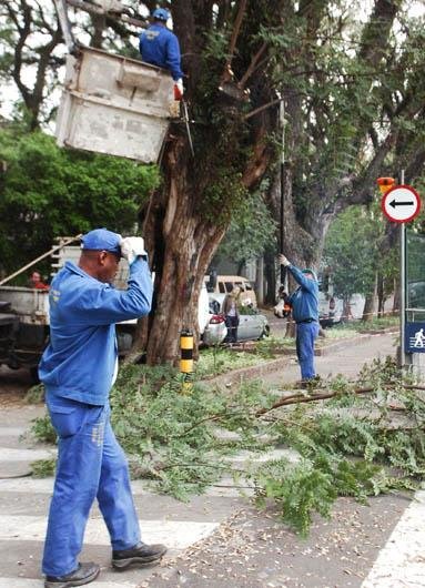&Aacute;rvore de 23 metros de altura foi removida da rua Gon&ccedil;alo de Carvalho