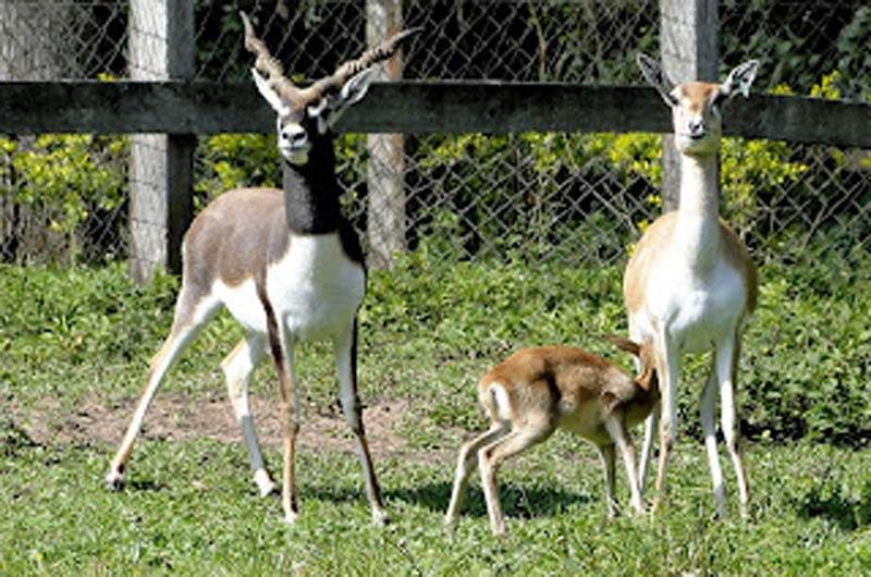 Filhote de cervicapra ainda est&aacute; com os pais