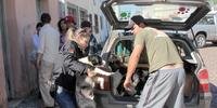 Polícia liberta 22 animais de maus tratos em Bagé