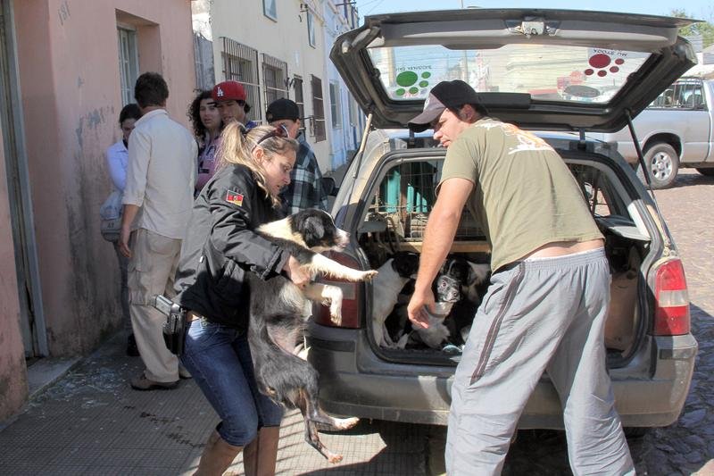 Pol&iacute;cia liberta 22 animais de maus tratos em Bag&eacute;