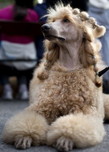Dia do cachorro em Estocolmo