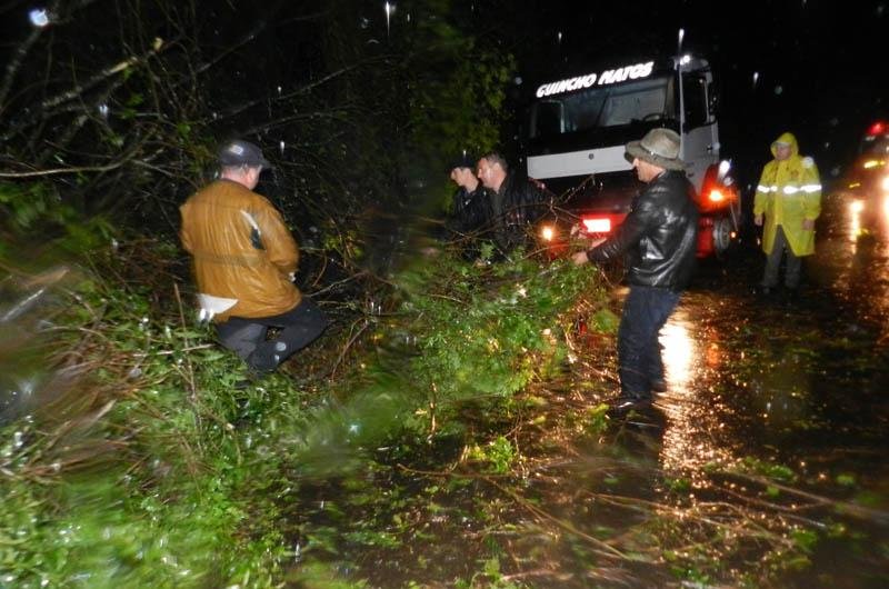 &Aacute;rvore interrompeu tr&aacute;fego por sete horas