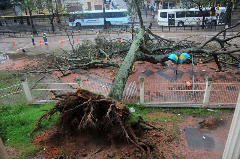 &Aacute;rvore caiu em frente ao Instituto de Educa&ccedil;&atilde;o em Porto Alegre