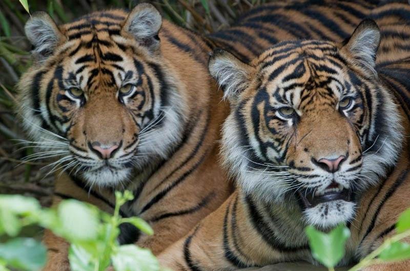 Manchas na pelagem variam conforme a esp&eacute;cie