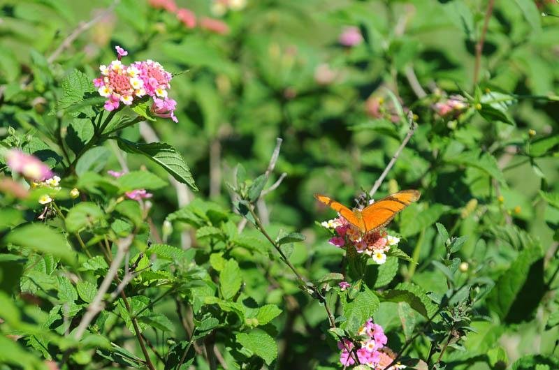 Inverno se despede e primavera come&ccedil;a &agrave;s 11h49min deste s&aacute;bado