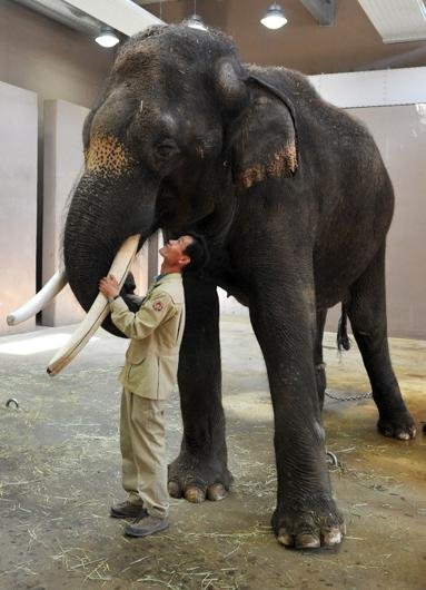 O tratador Kim Jong-Gap cuida do elefante desde que o animal chegou ao zool&oacute;gico