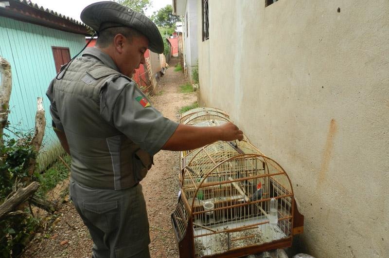 Opera&ccedil;&atilde;o apreende 22 p&aacute;ssaros em cativeiro em Passo Fundo