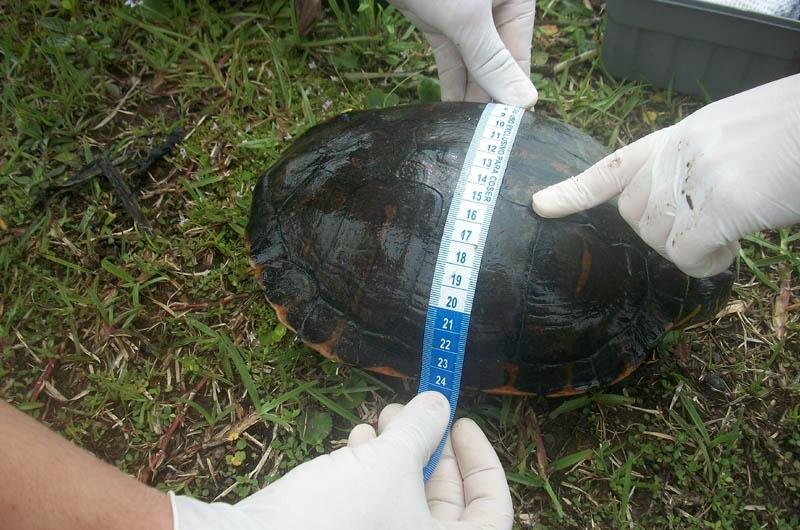 Animais s&atilde;o identificados quanto &agrave; esp&eacute;cie e ao sexo