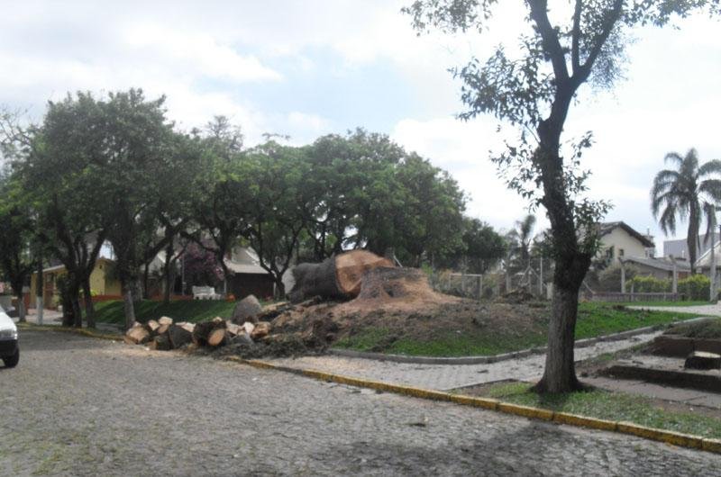 Ceiba, localizada em condom&iacute;nio na rua Doutor Campos Velho, tinha ninhos de passarinhos 