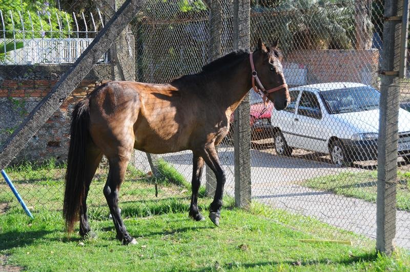 Apesar do tumulto no tr&acirc;nsito, n&atilde;o foram registradas ocorr&ecirc;ncias graves
