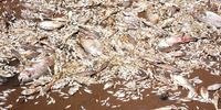 Milhares de peixes mortos são encontrados em lago de Aratiba