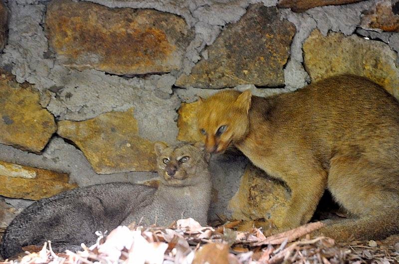 Os ex&oacute;ticos gatos-mourisco s&atilde;o os novos habitantes do parque zool&oacute;gico de Gramado